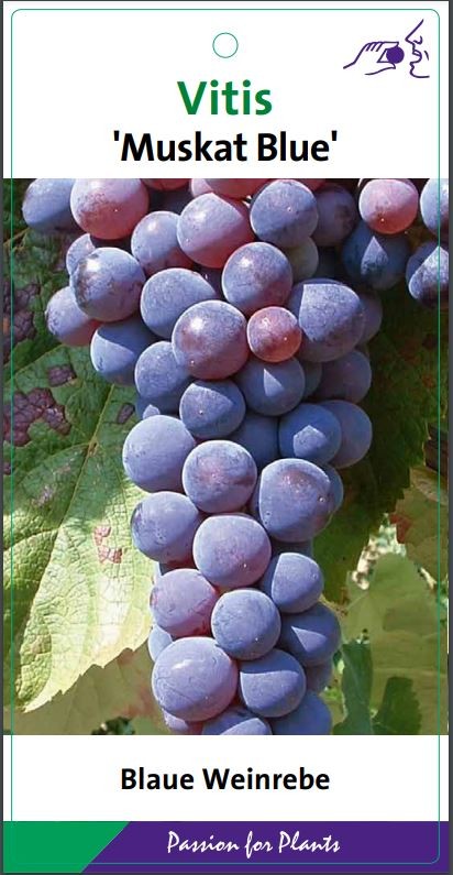 Vitis 'Muscat Blue' 80CMC2, D 17 cm