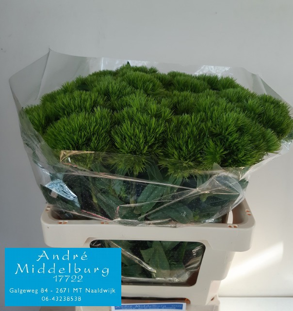 Диантус Барбатус Грин Вики 60, шт.