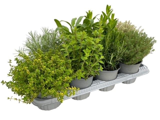 Italiaanse tuinkruiden gemengd - struik, D 14