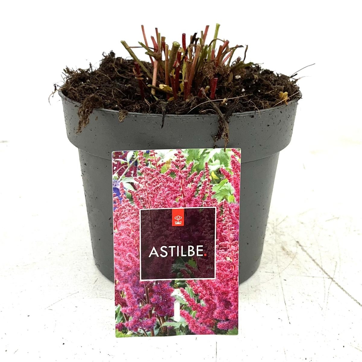 Astilbe japonica, rood, D 17
