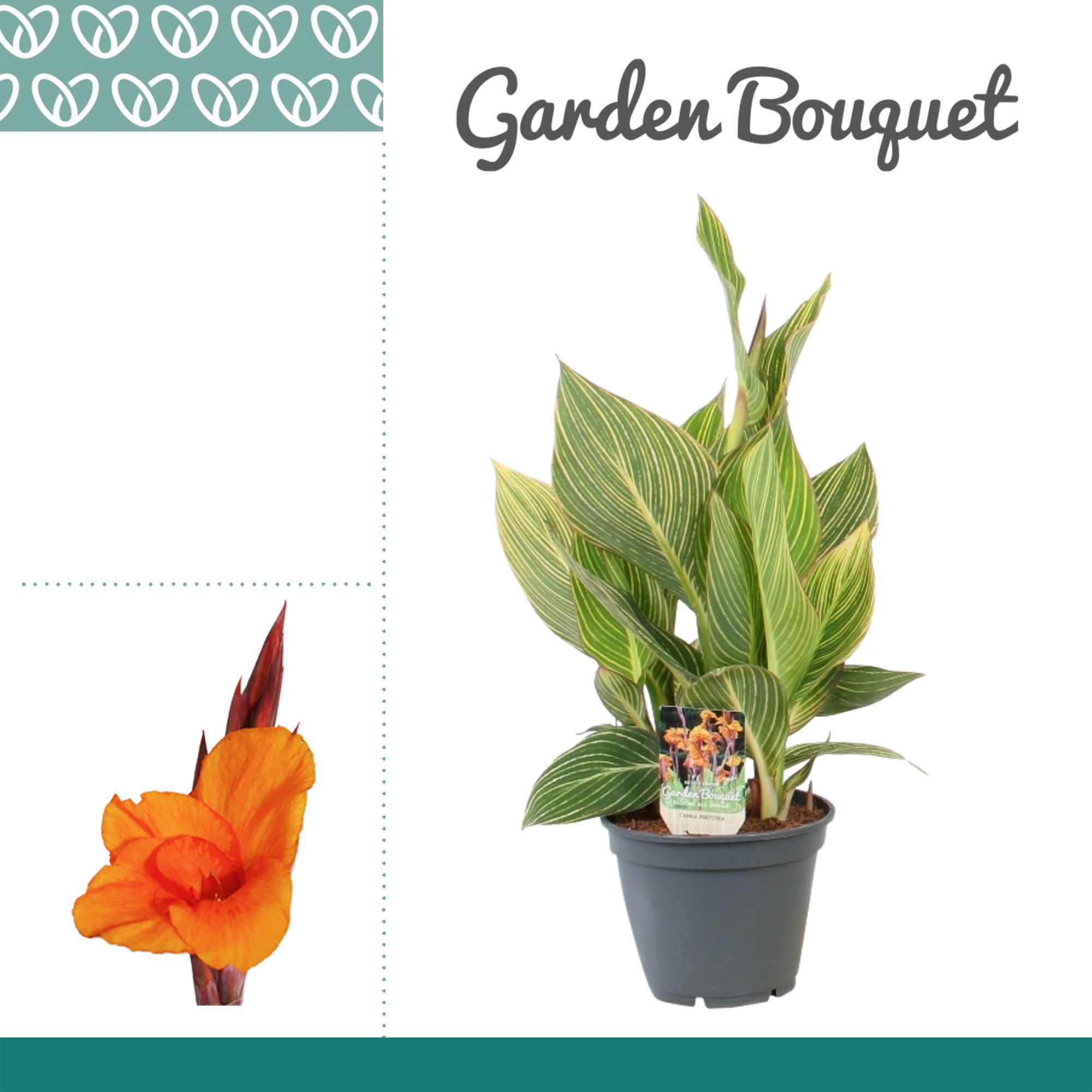 Canna Pretoria, D 17