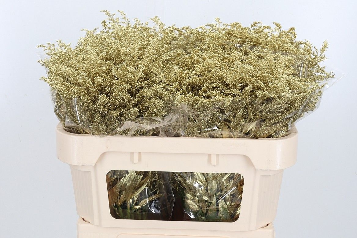 Солидаго Овериг Крашеный (краш. ) 80, шт.