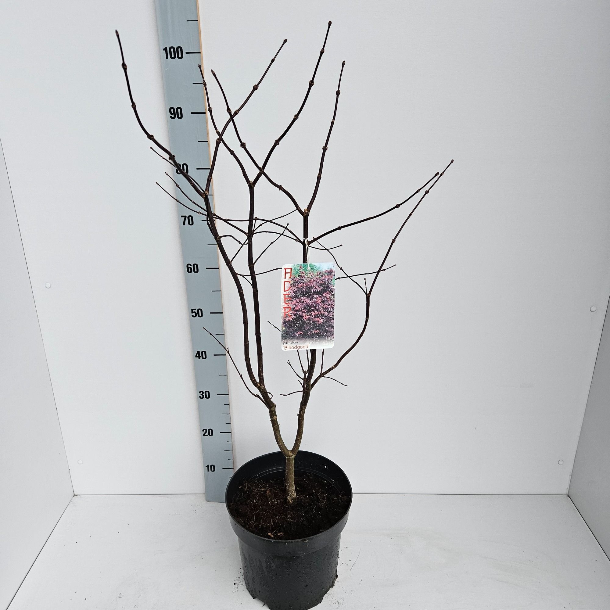 Acer palmatum 'Bloodgood', D 26