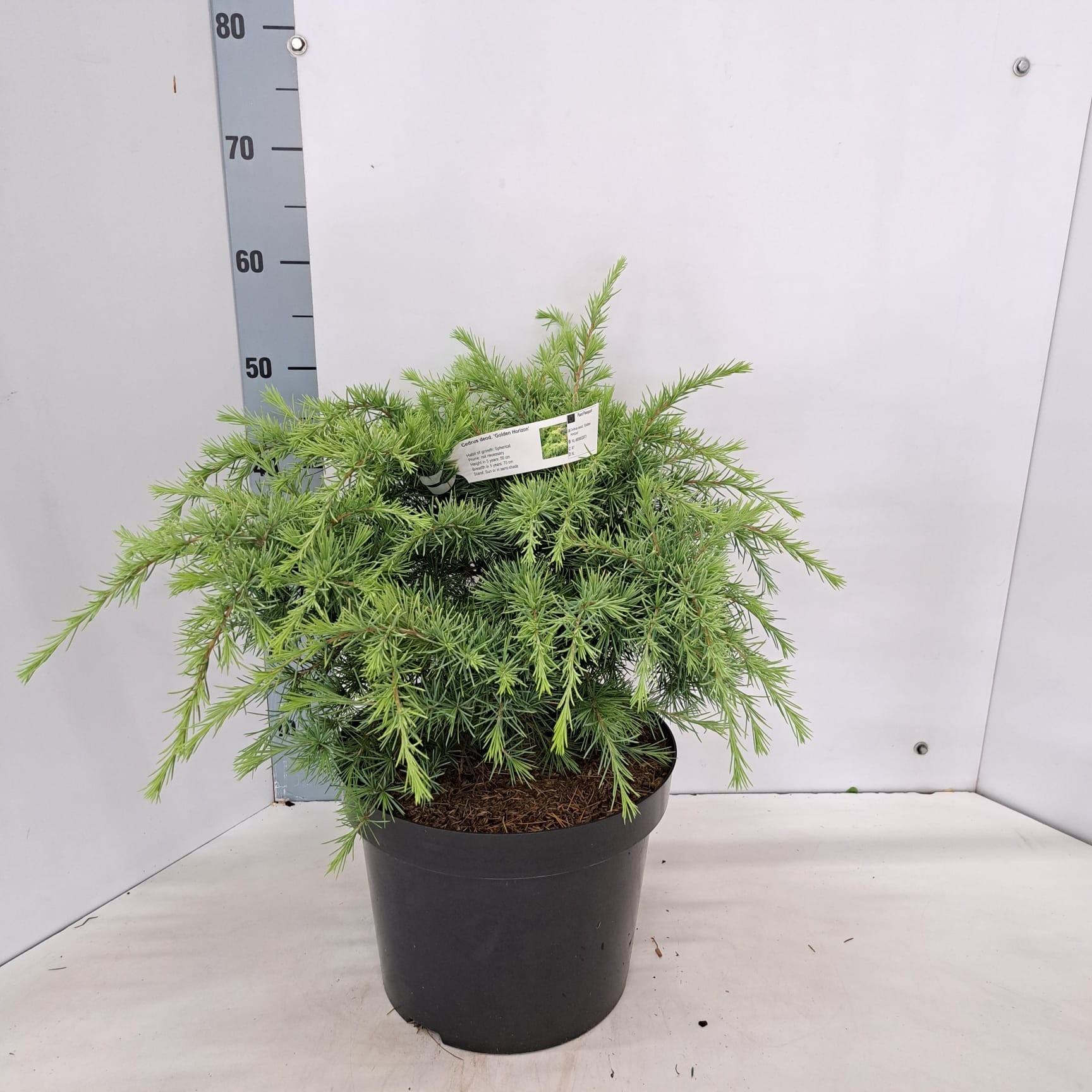 Cedrus deod. 'Golden Horizon', D 29