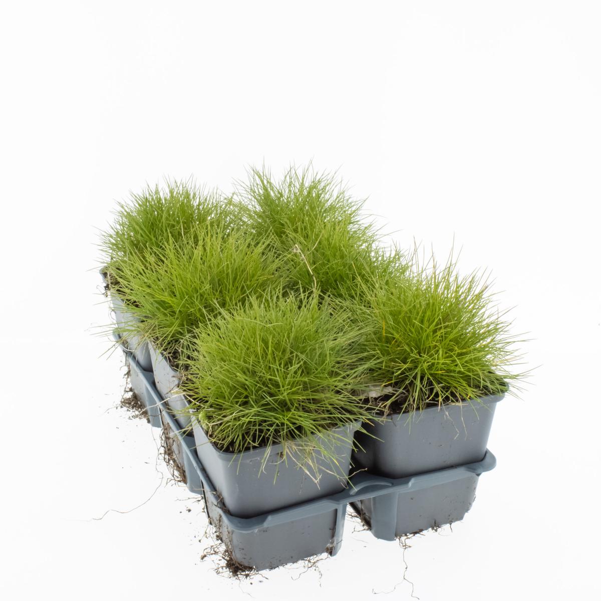 Festuca gautieri 'Pic Carlit', D 9 cm