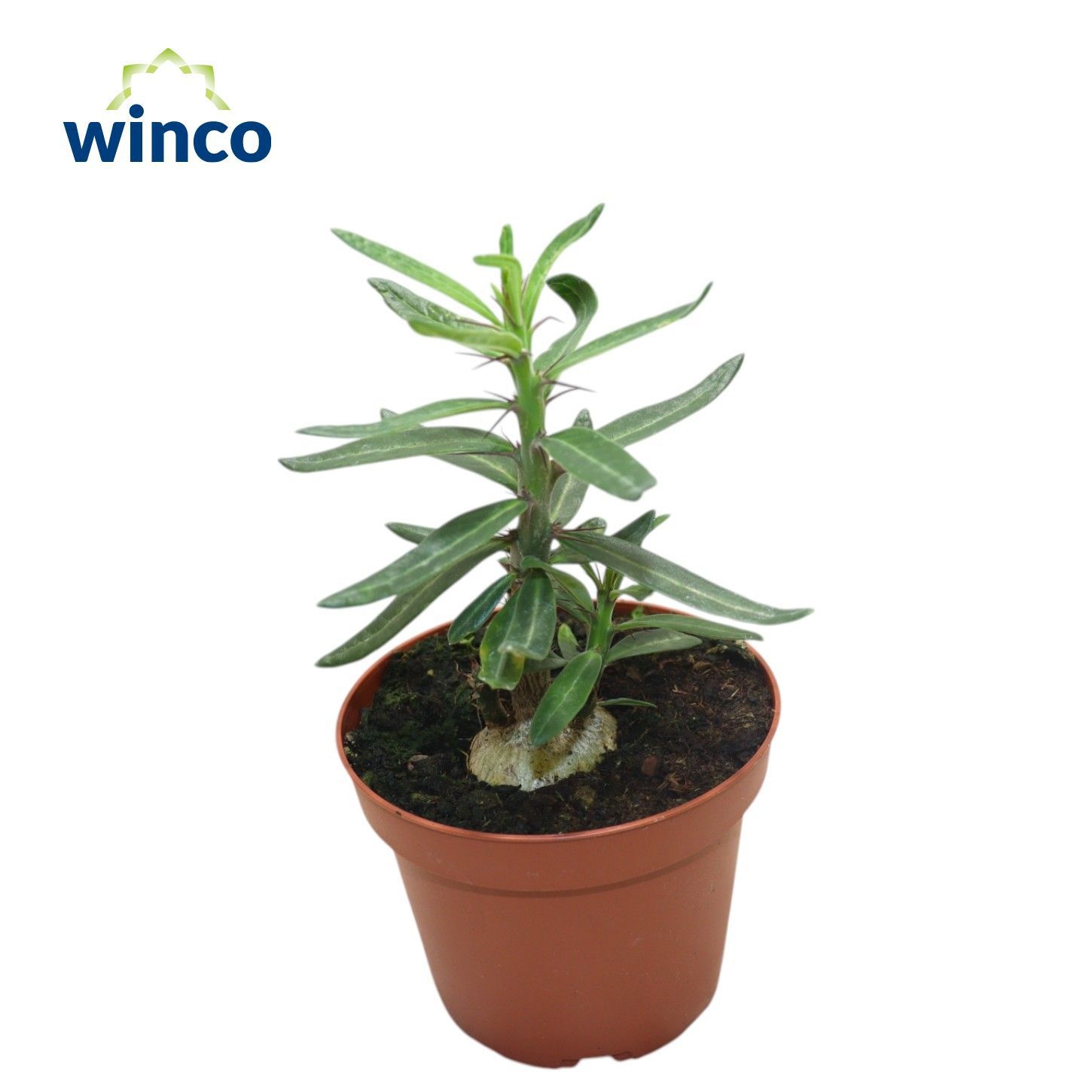 Pachypodium Succulentum, D 12