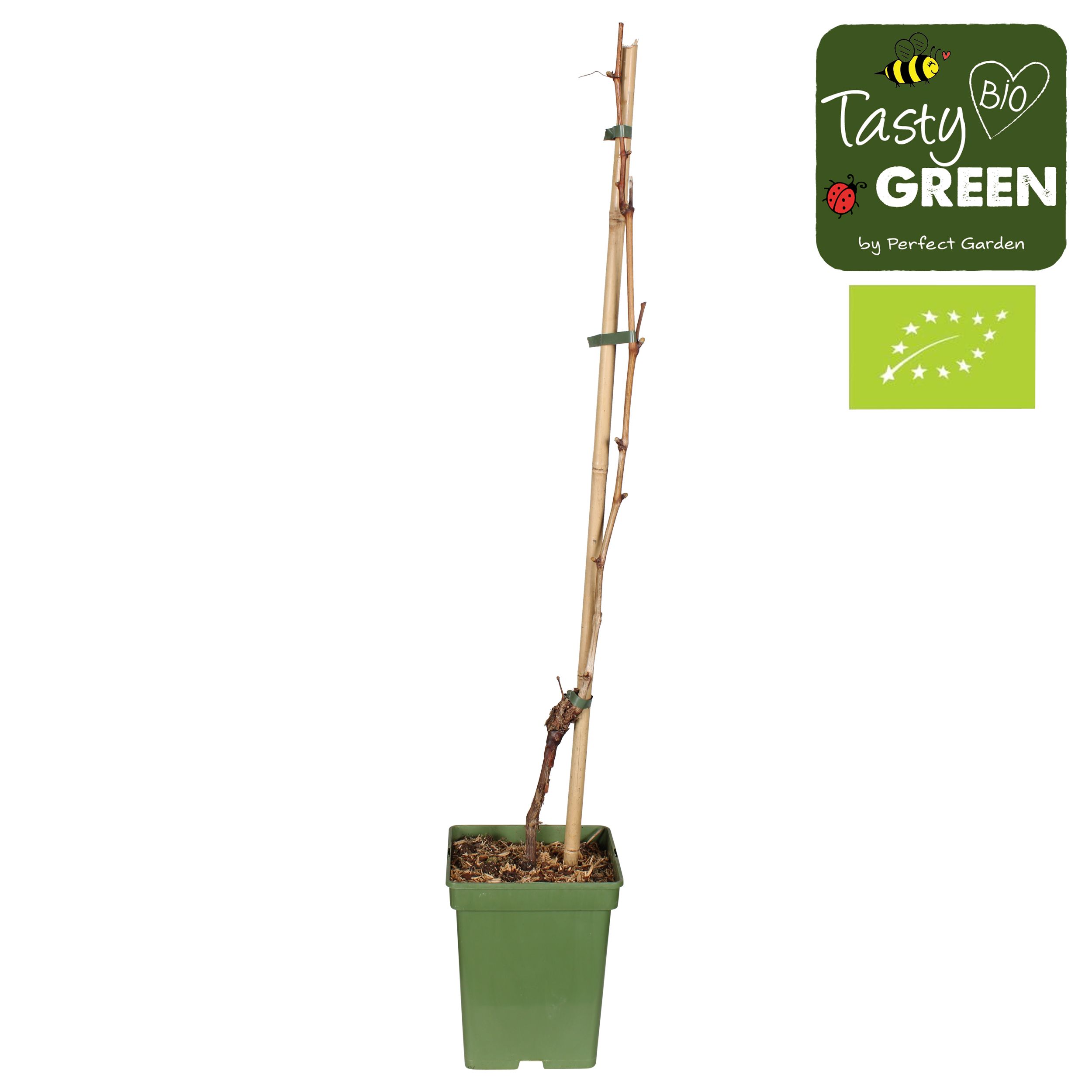 Vitis vinifera 'Venus' (geënt) Bio P23, D 23