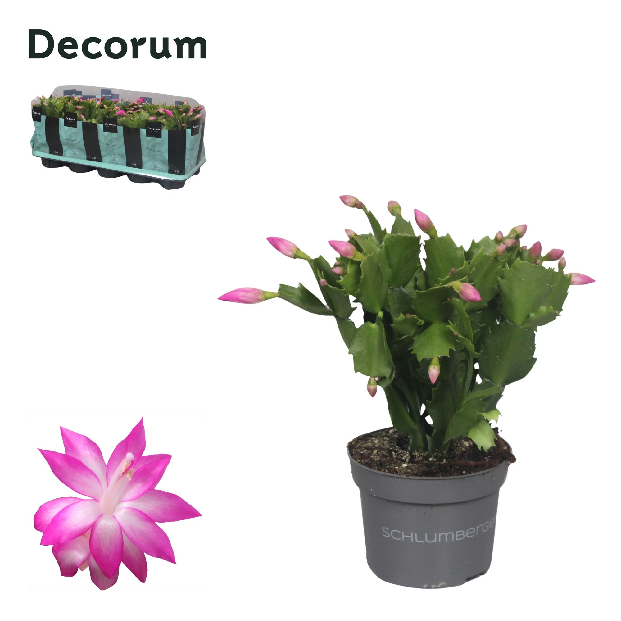 Schlumbergera - 10,5 cm - Pink (Russian) - Decorum, D 10,5