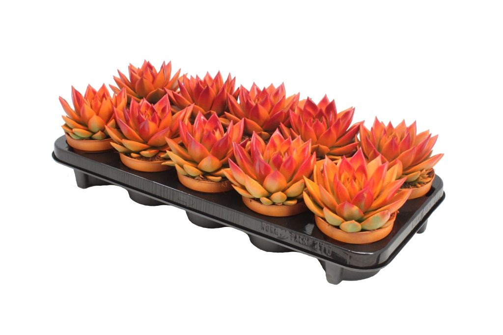 Miranda bicoloured orange/red, D 10,5