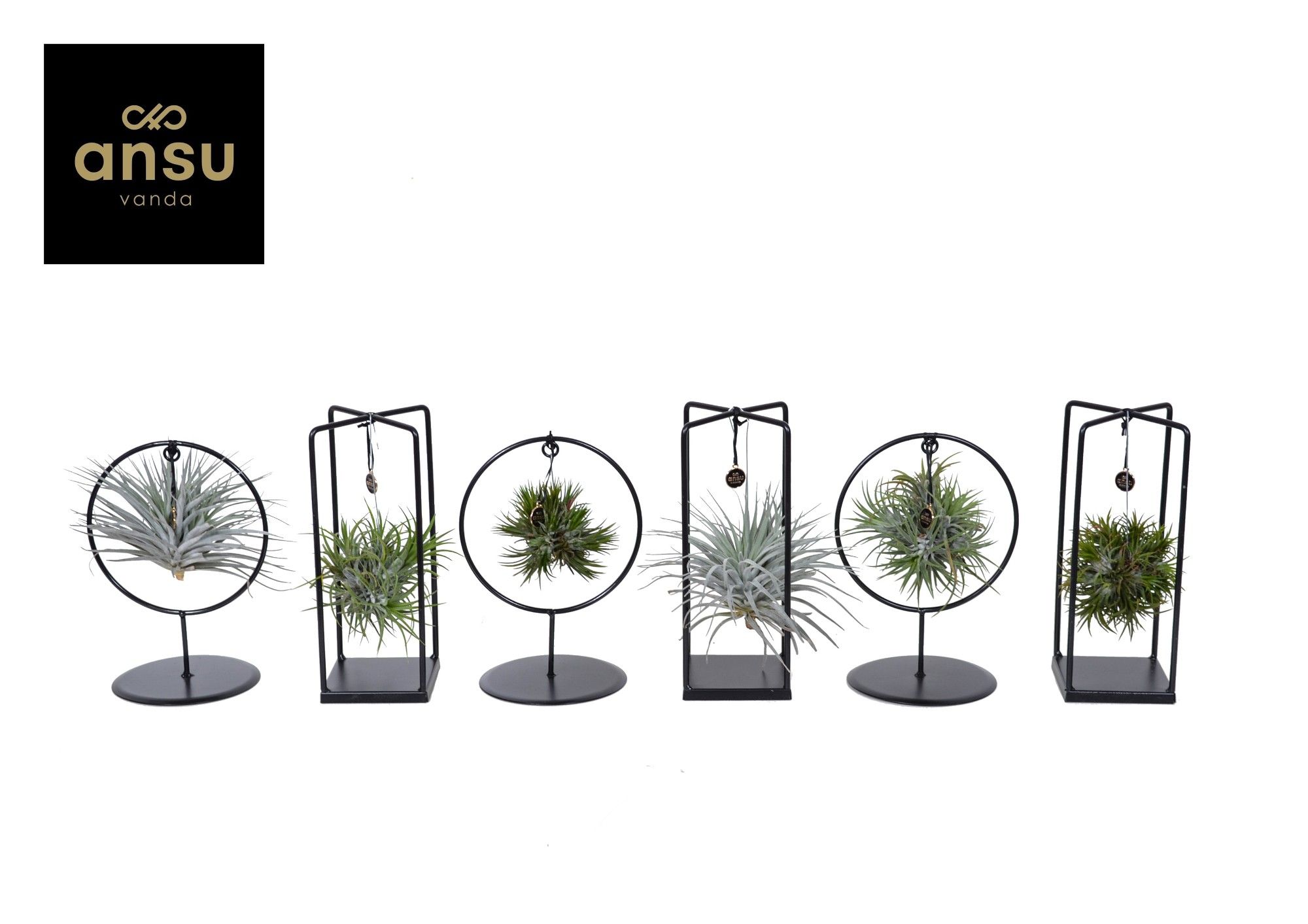 Tillandsia Cube/Ring mix (Small) IN EURODOOS, D 10