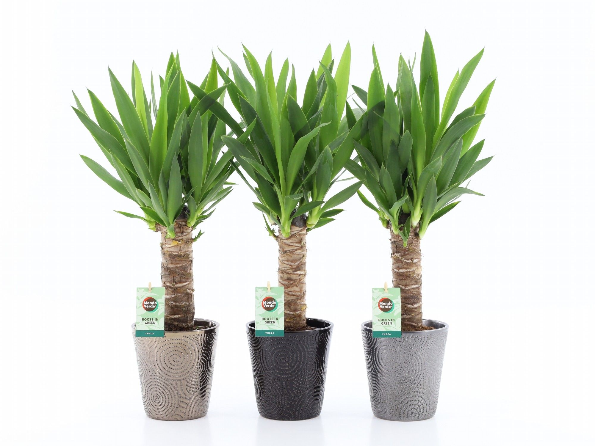 Yucca 25cm Hout 3+ kop in Infinity keramiek, D 13