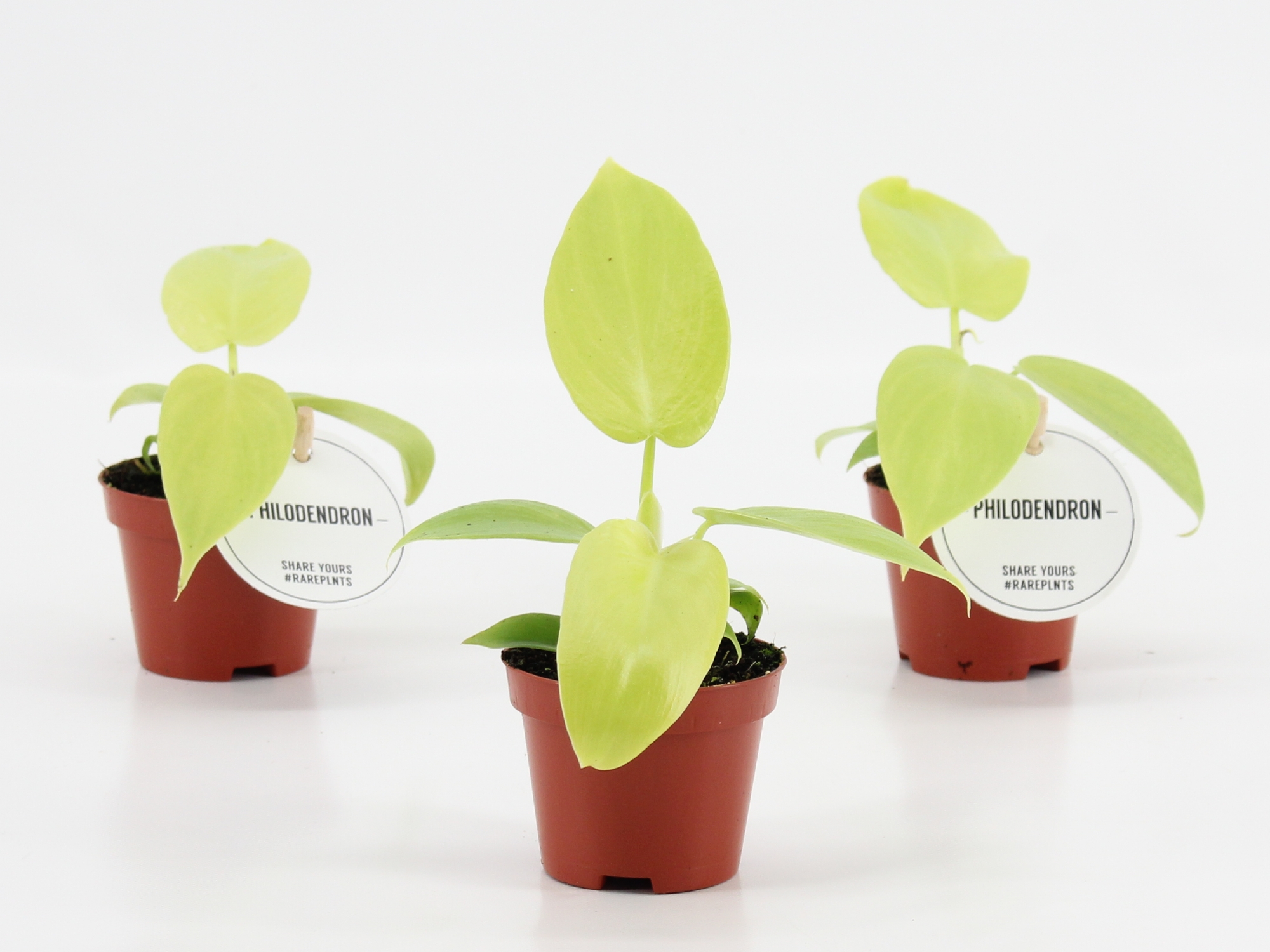 Philodendron Golden Violin, D 6