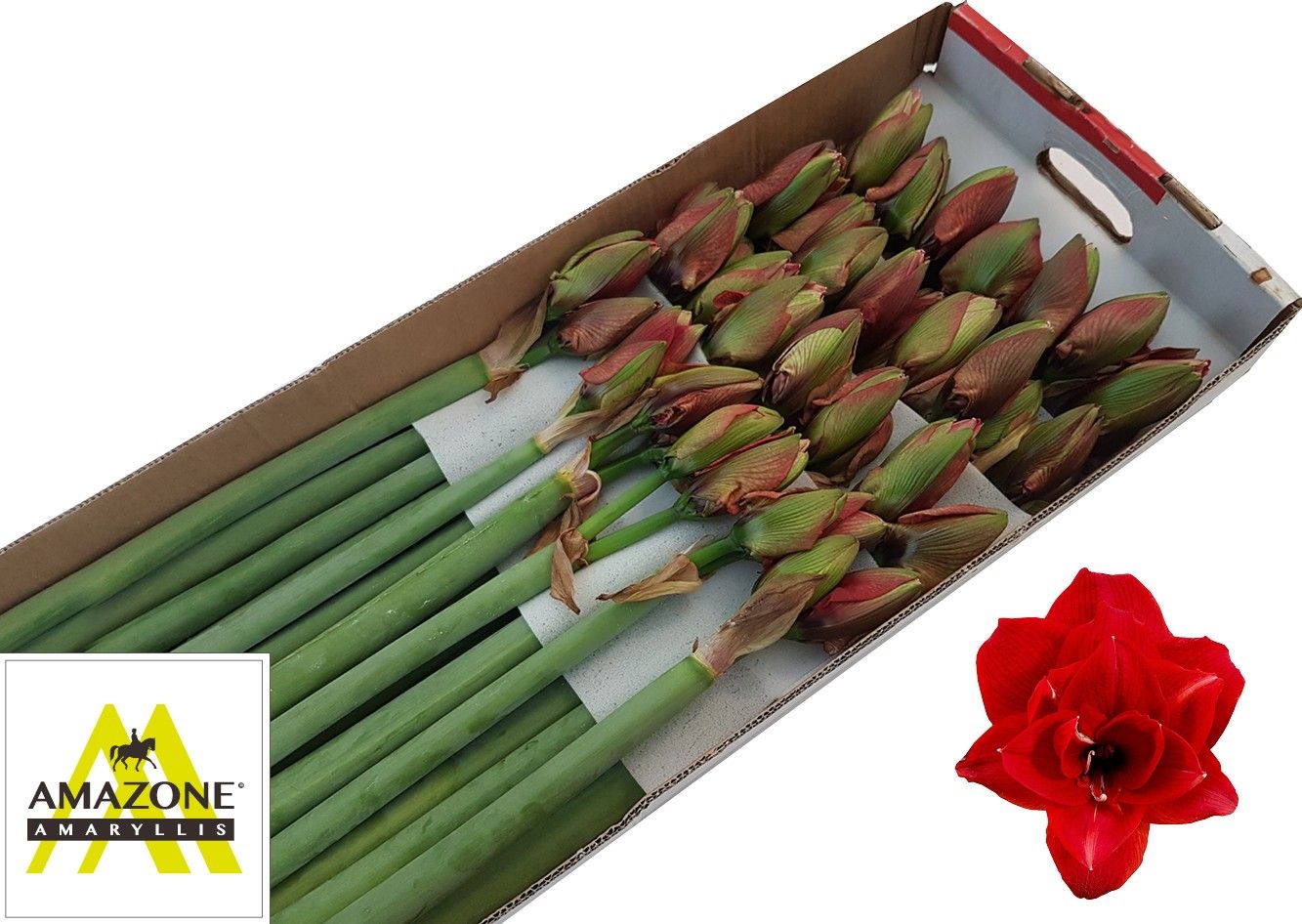 Амарилис Черри Нимф (красн.) x25, шт.