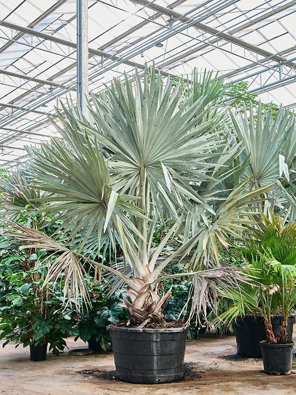 Bismarckia nobilis, D 96