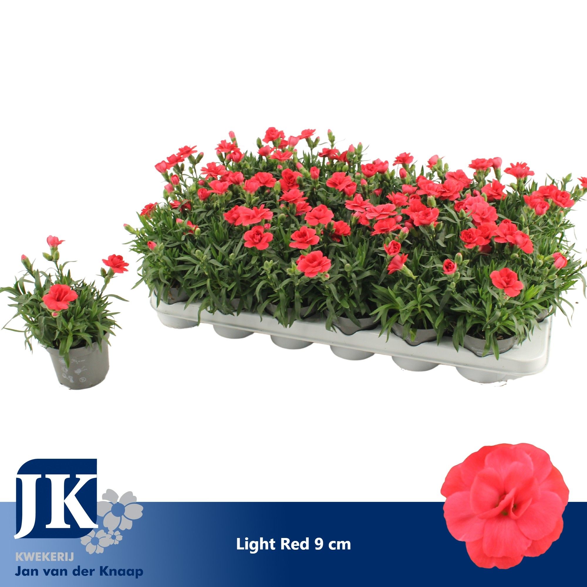 Dianthus Light Red P 9, D 9