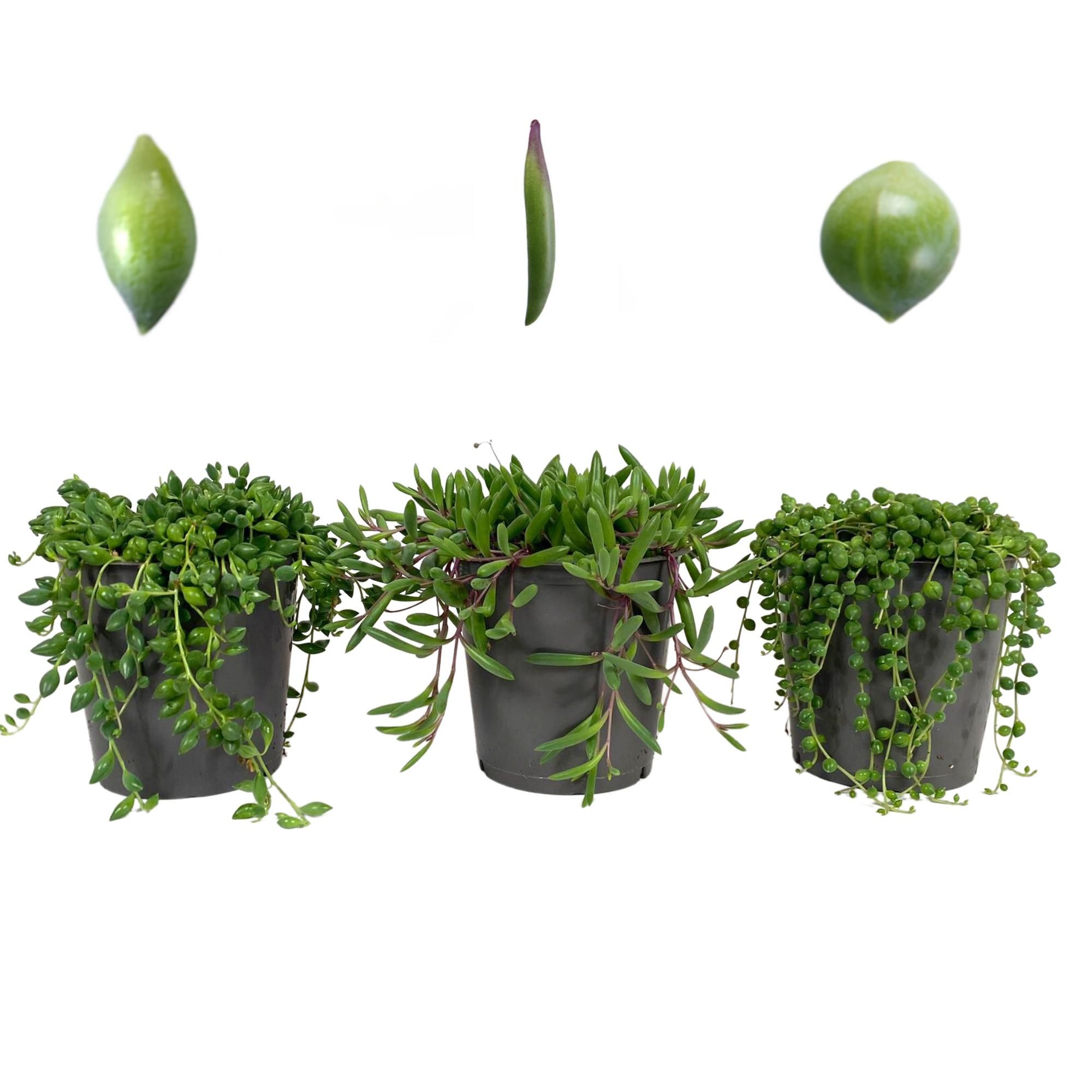 Senecio Mix (3 Soorten) - Rowleyanus, Herrianus en Purple Flush (Zonder Hoes), D 12