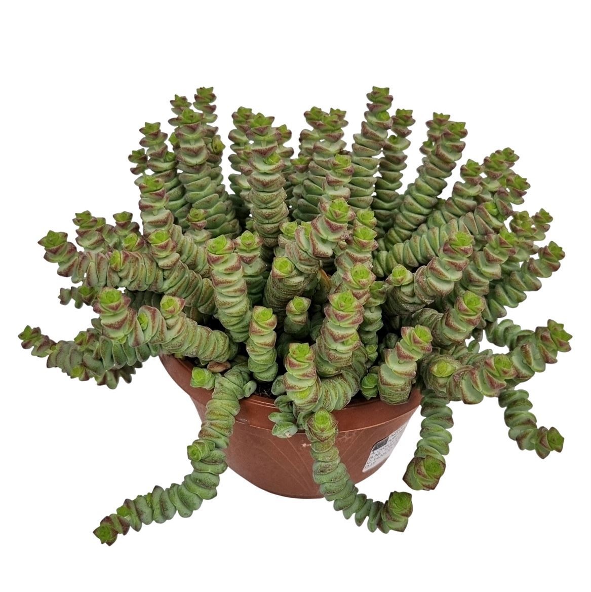 Crassula Marnieriana Hottentot *, D 14 cm