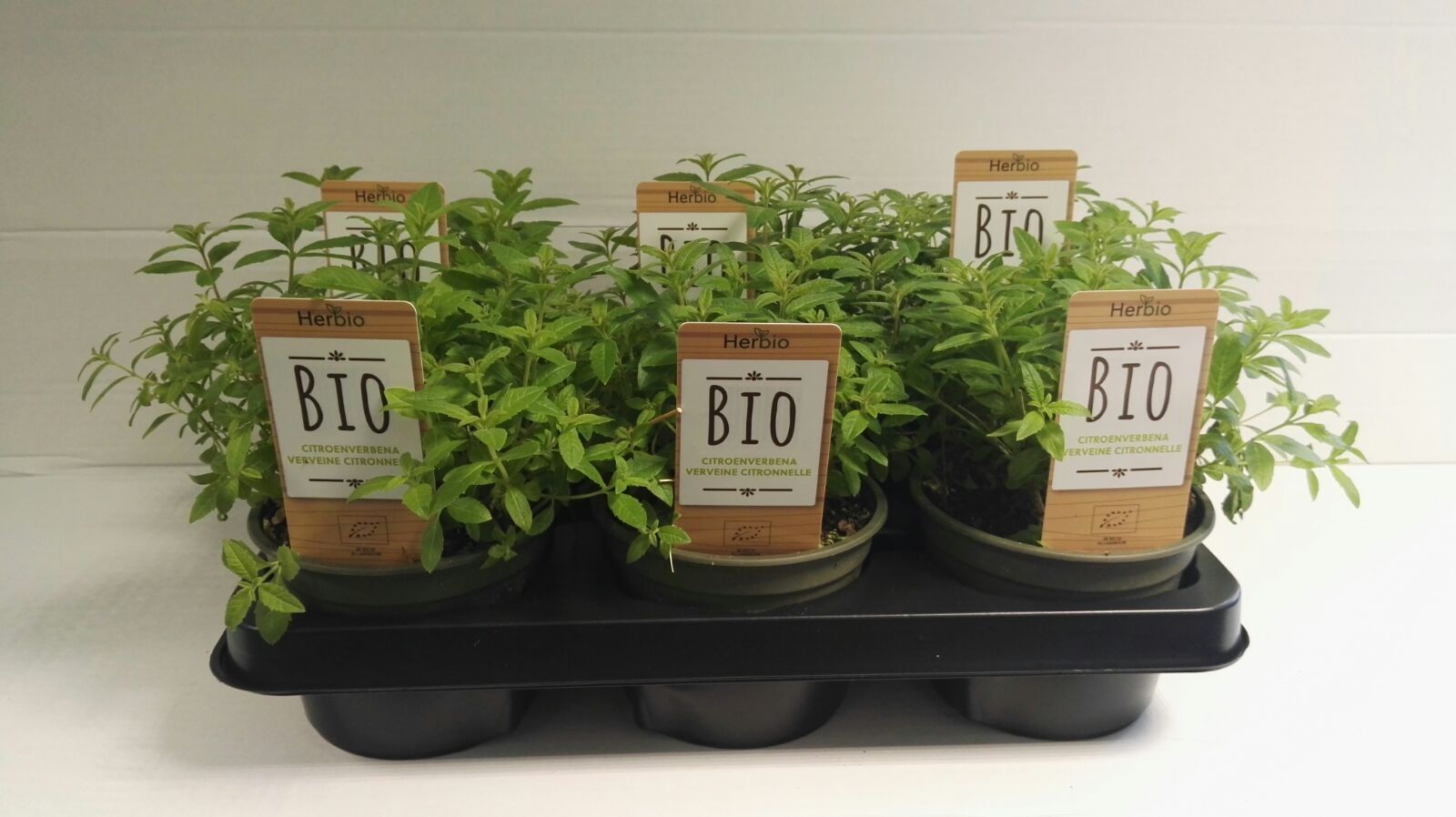 Verbena Citroen P12 HERBIO steker, D 12