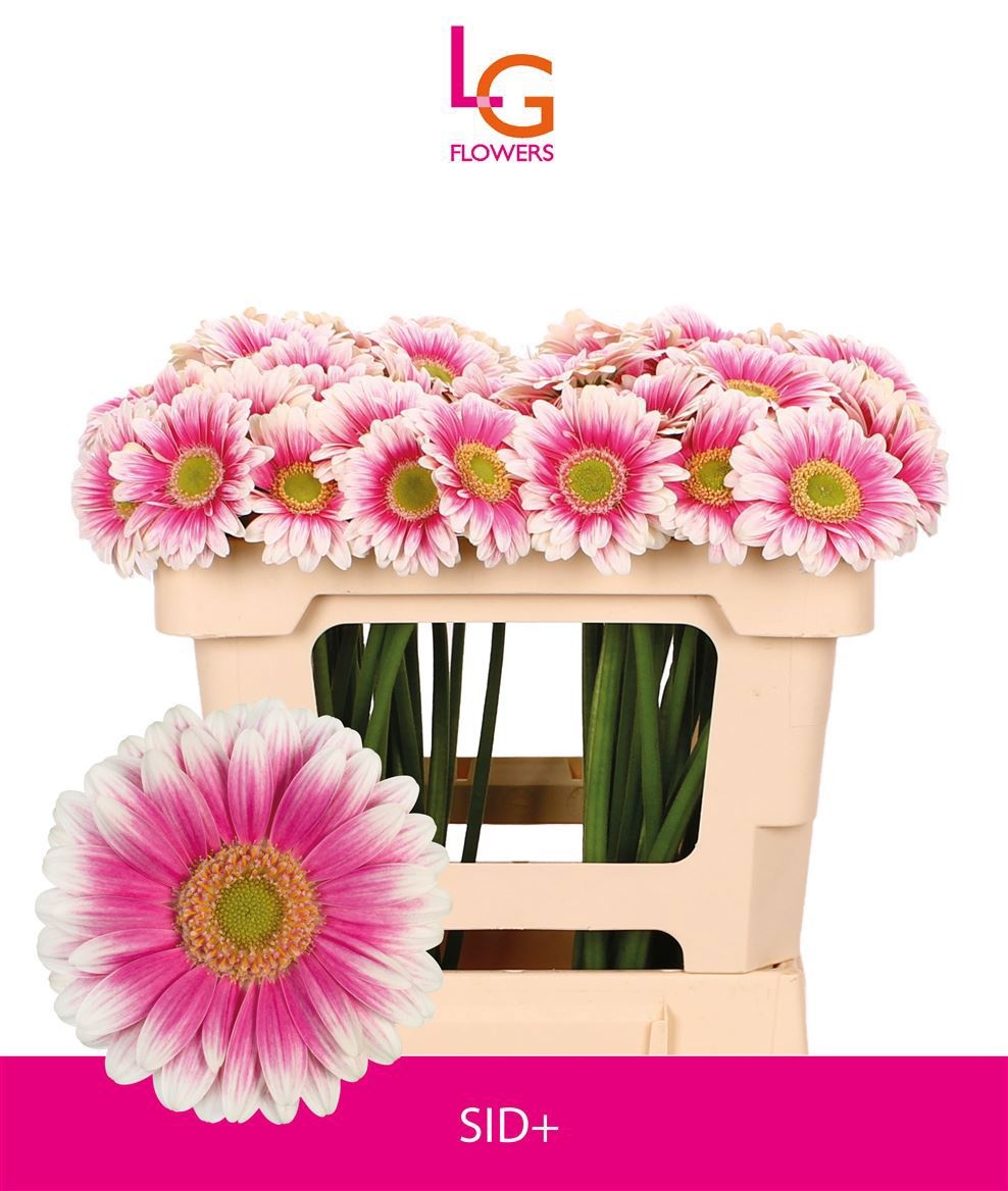 Гермини Сид+, шт.