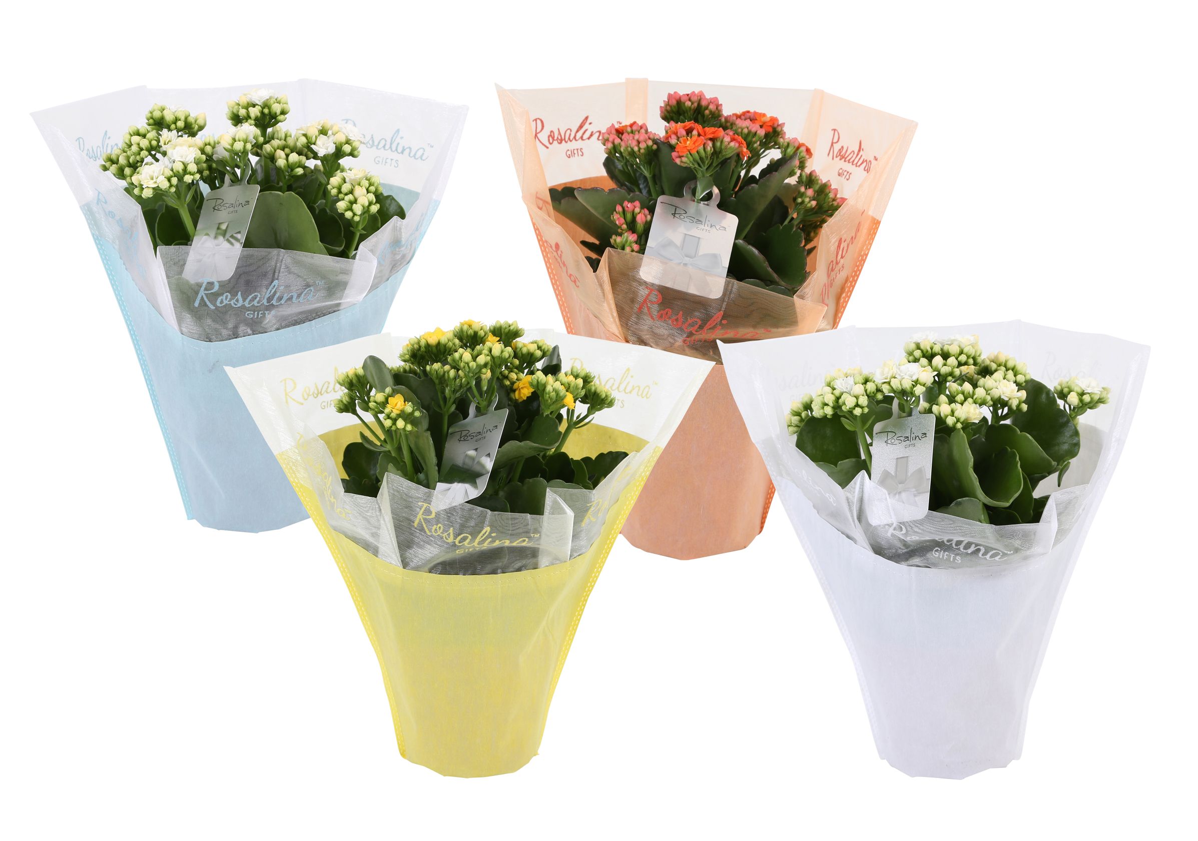 KP-729.4 - Kalanchoe Rosalina 12cm in pastel gifts paas mix, D 12 cm KP-729.4 - Kalanchoe Rosalina 12cm in pastel gifts paas mix, D 12 cm