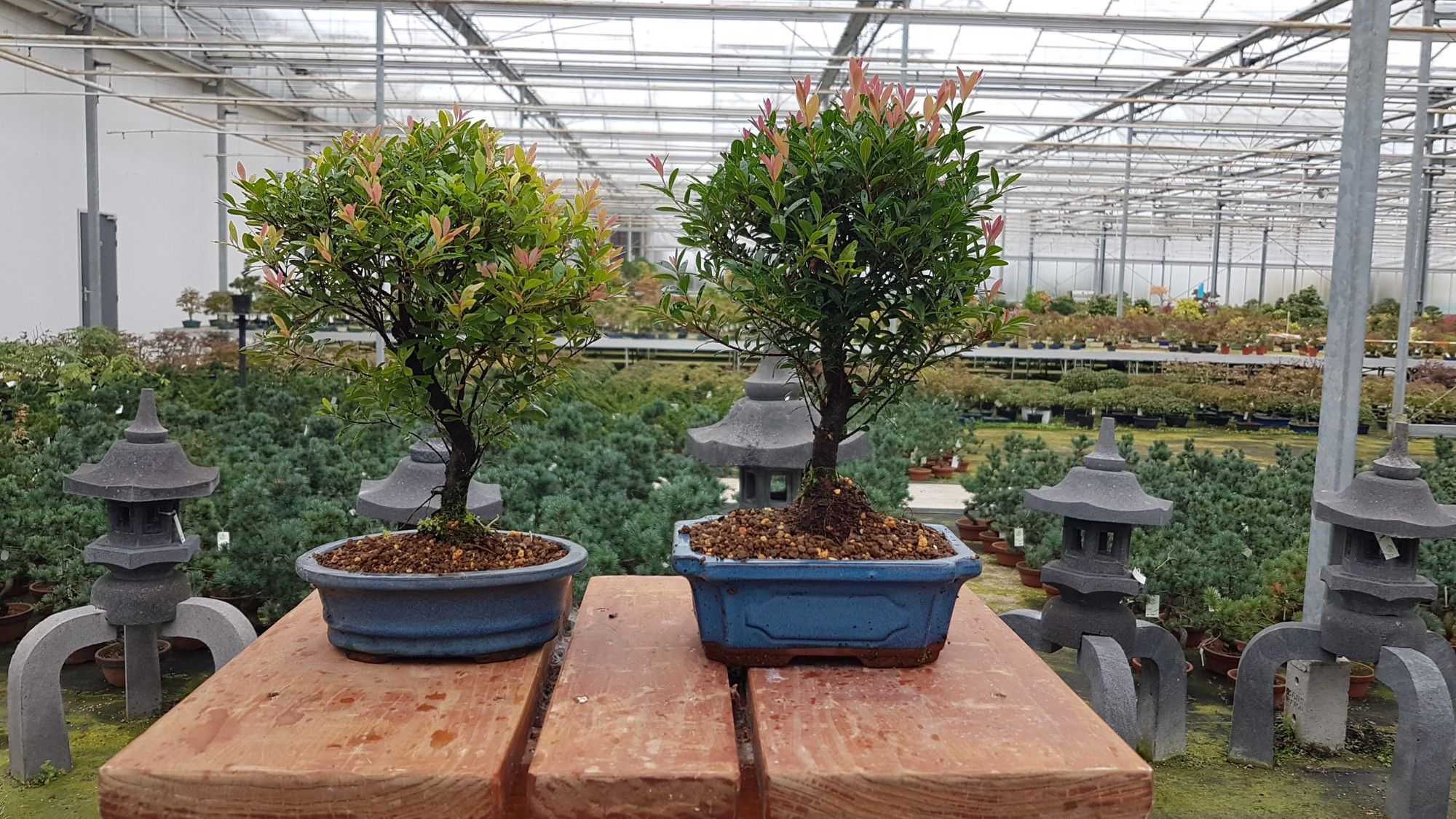 Syzygium buxifolium, 19 cm broom, D 19