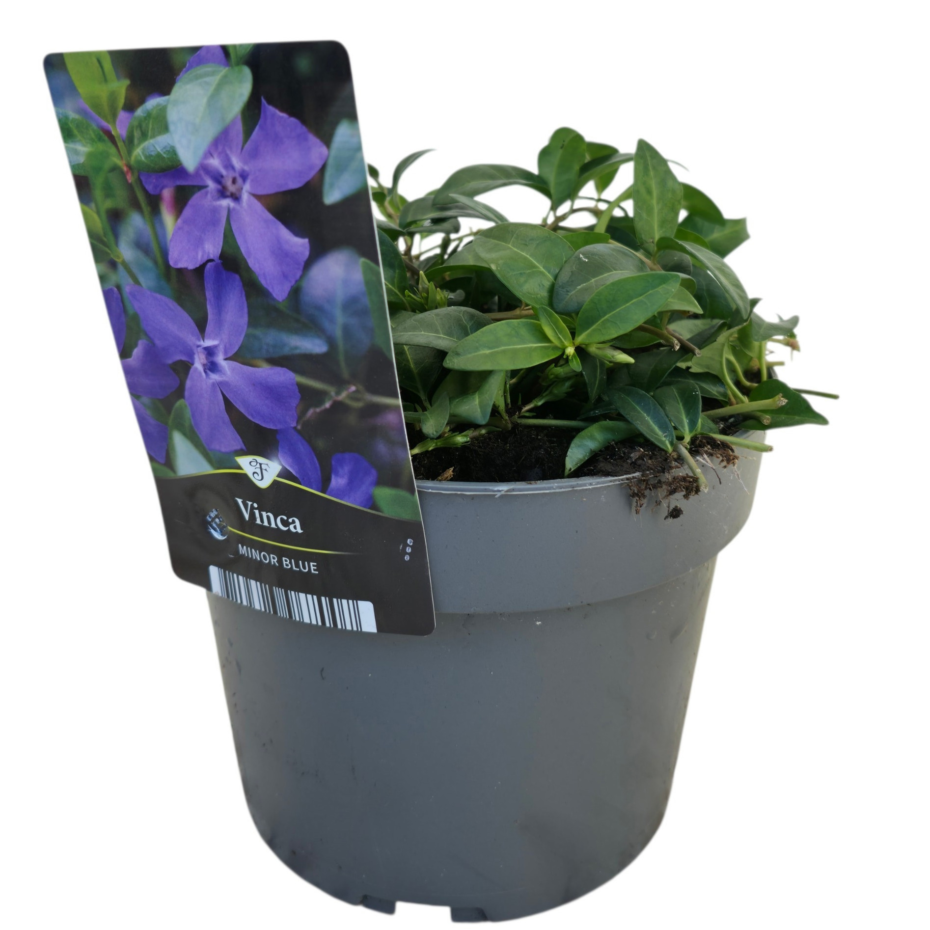 Vinca Minor Blue, D 17