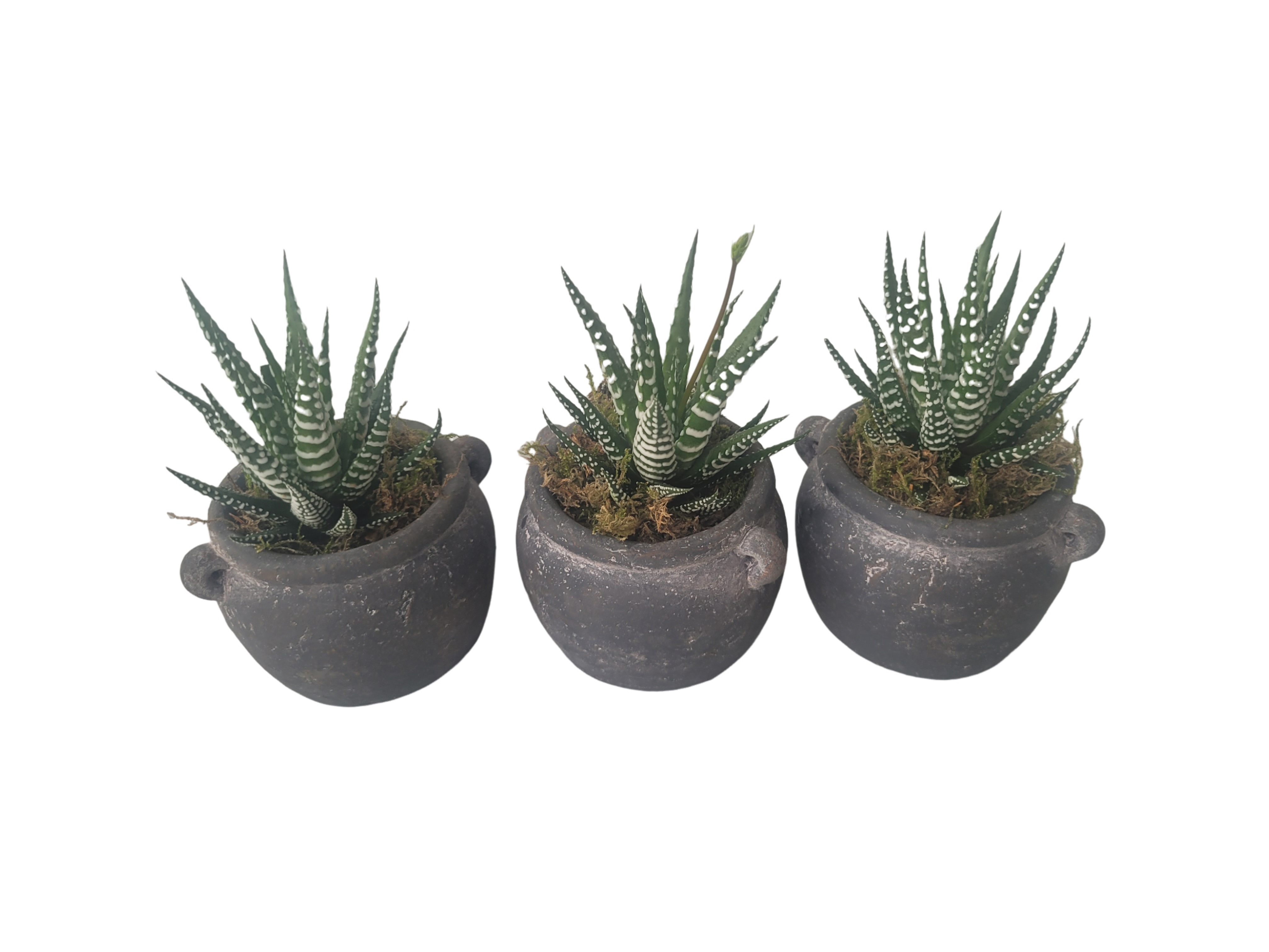 KR8HBB mini Kruikpot Haworthia Big Band, D 8