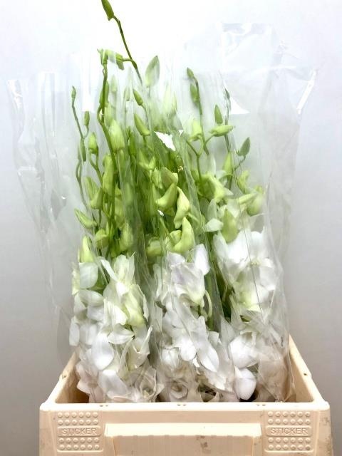 Дендробиум Помпон Вайт, шт.