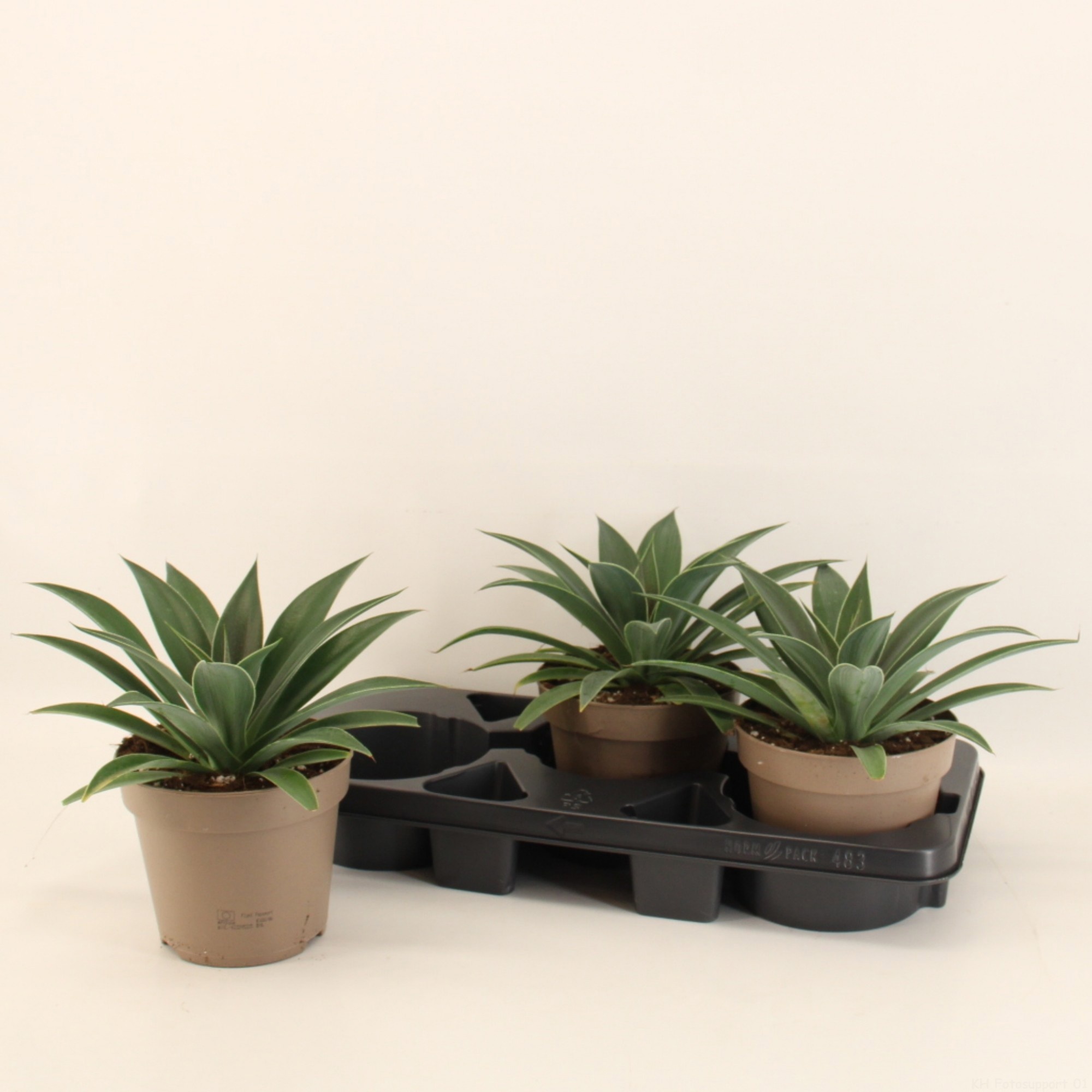 Mangave Pineapple Express, D 17 cm