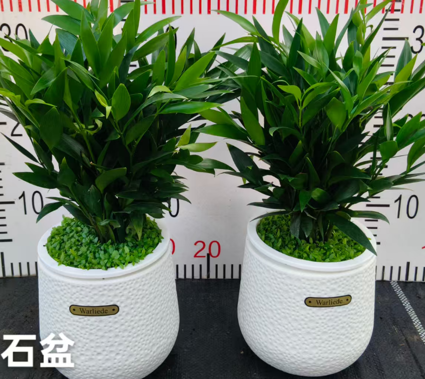 Подокарпуснаги Мунстоне Базин Бамбук энд Кйпресс Мини Форест 14 30