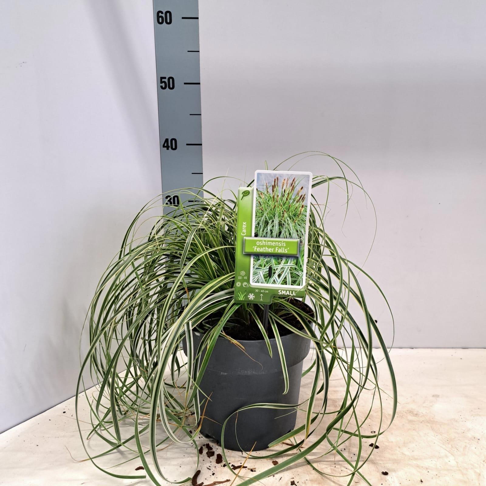 Carex 'Feather Falls' PBR, D 19