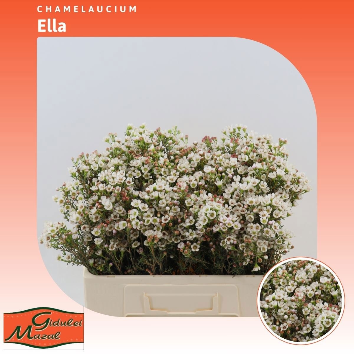 Шамелациум Элла 50, шт.