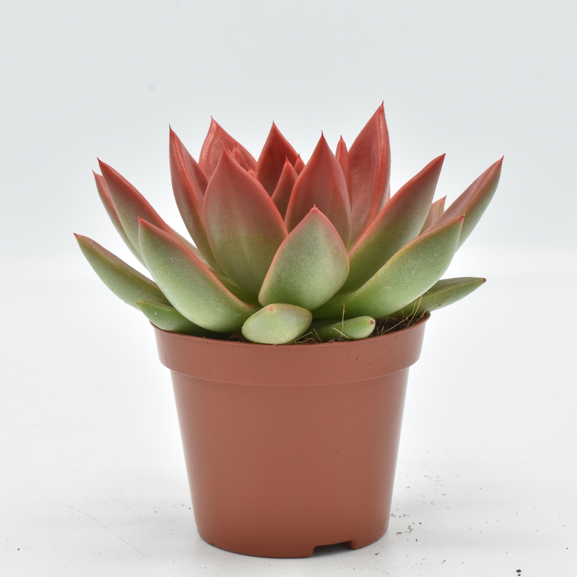 Miranda coloured tomato red festival, D 8,5