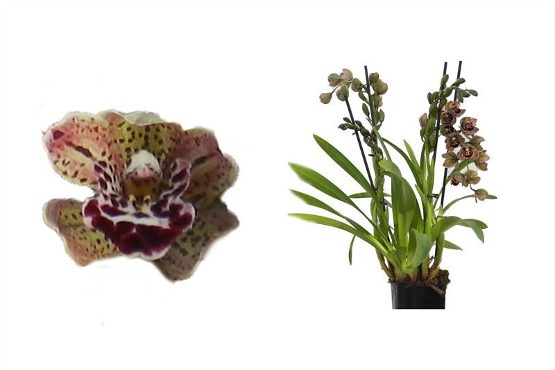 Cymbidium p14 Magic Vogel 3-4T30+, D 14