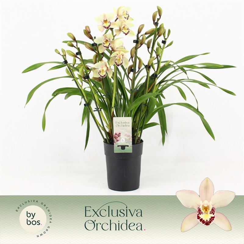 Cymbidium p14 Little Stef 7T, D 14 cm