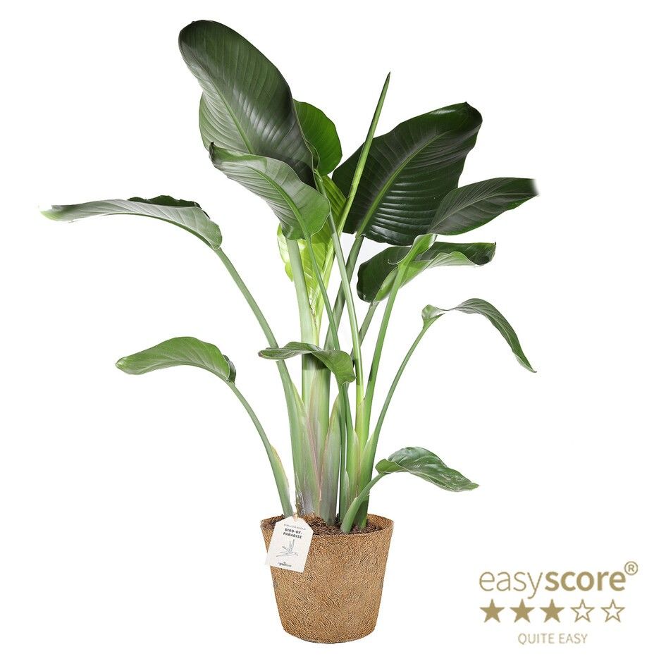 Strelitzia nicolai - COCOZ, D 24