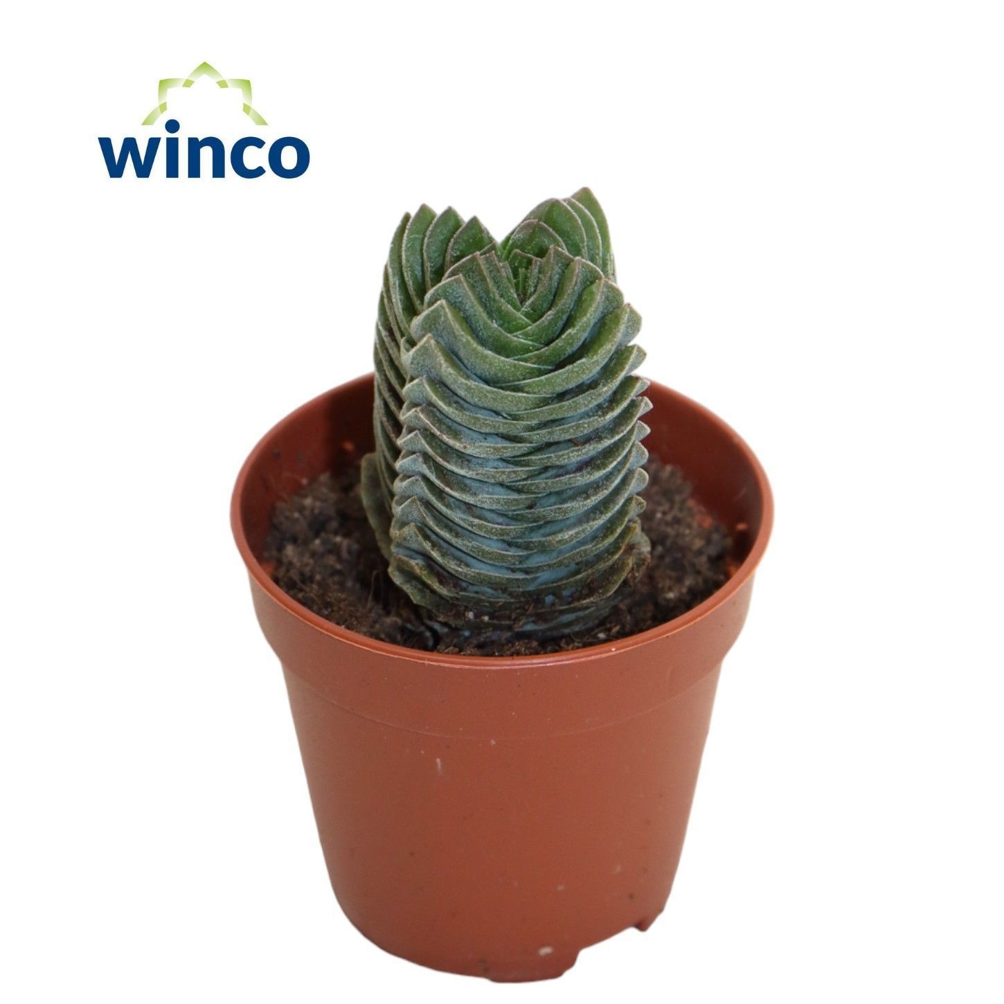 Crassula Buddha's Temple, D 5,5