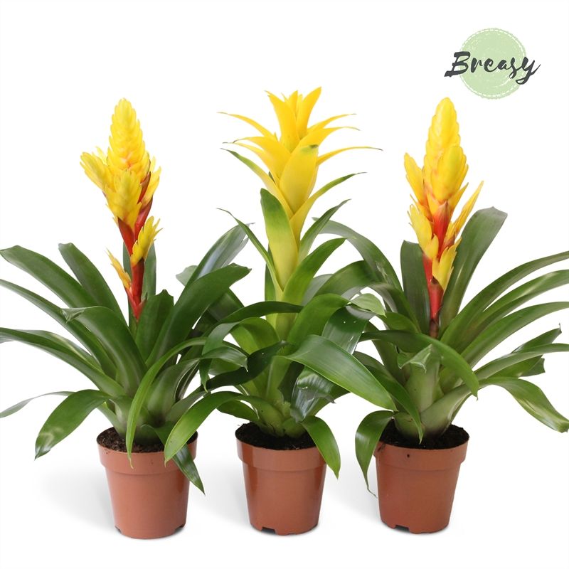 Bromelia Spring - 12cm | Mimesis, D 12