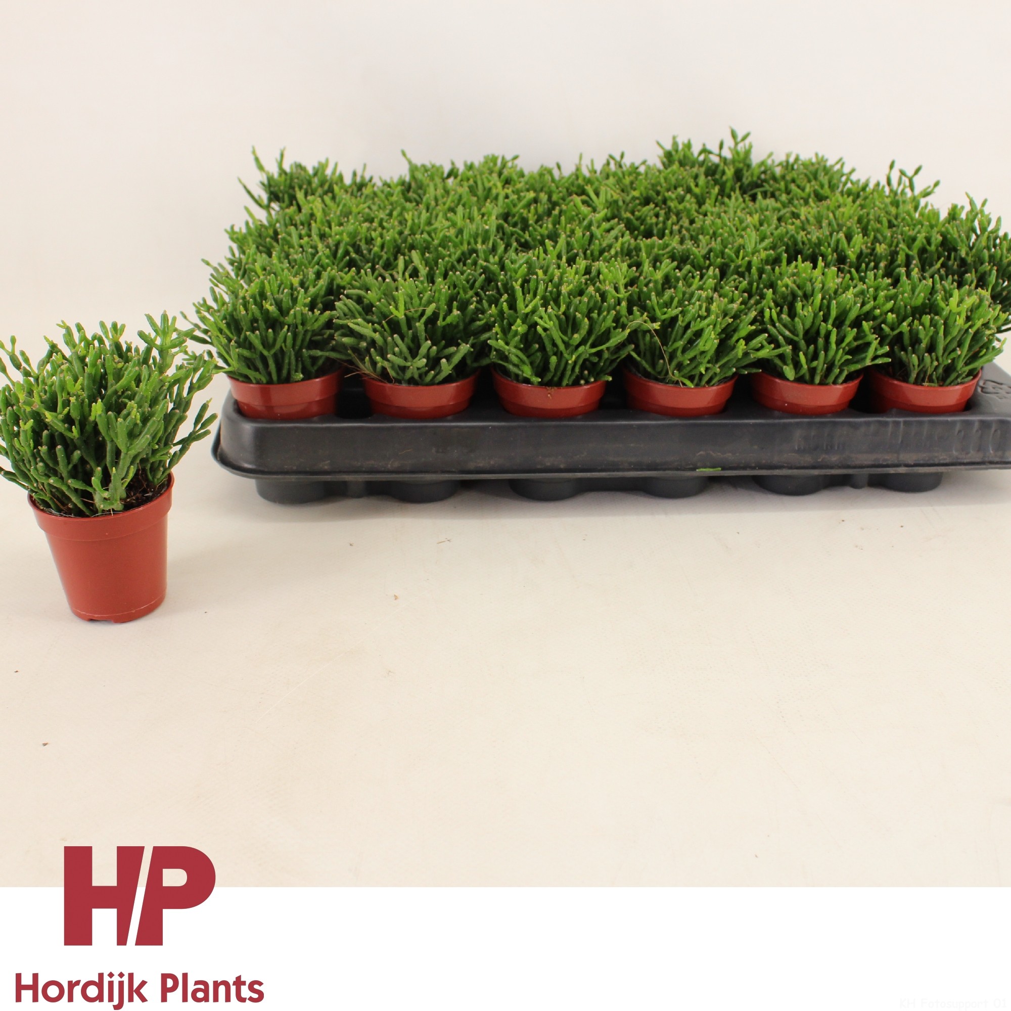 Hatiora 5,5cm, D 5,5