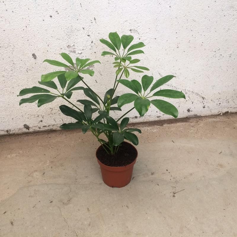 SCHEFFLERA ARBORICOLA 'COMPACTA', D 12 cm