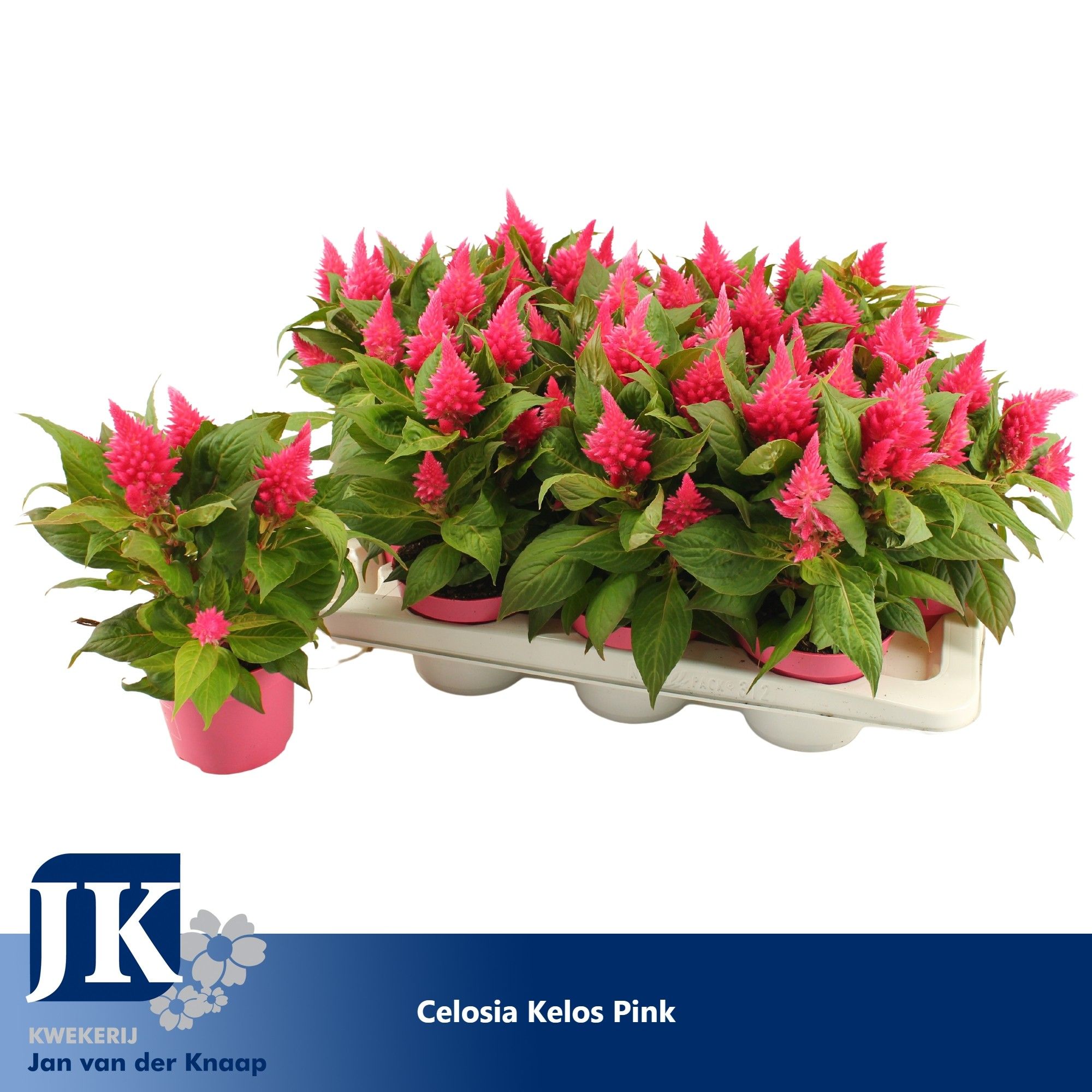 Celosia Kelos Fire Pink, D 12