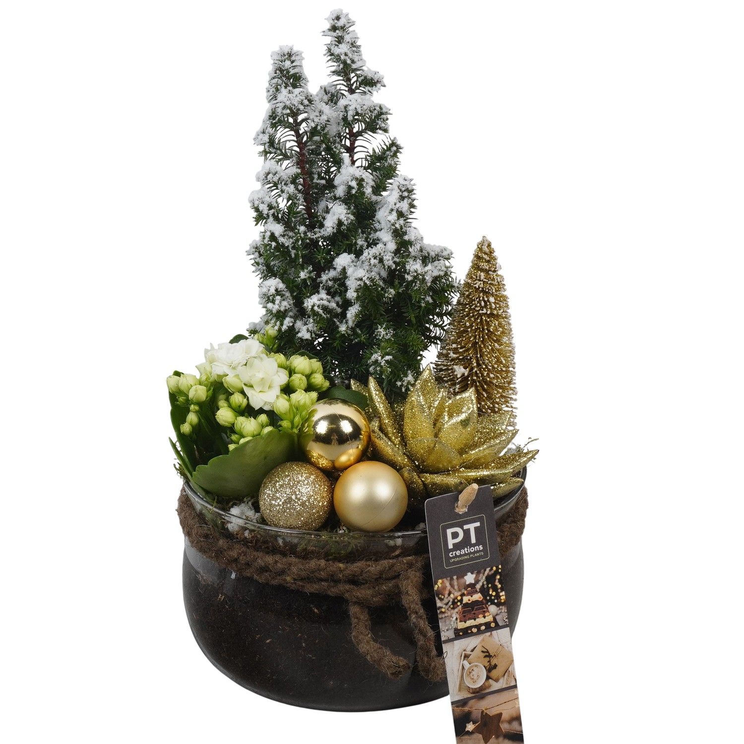 PTCHG5729 Arrangement Christmas Gold in glas schaal, D 16 cm