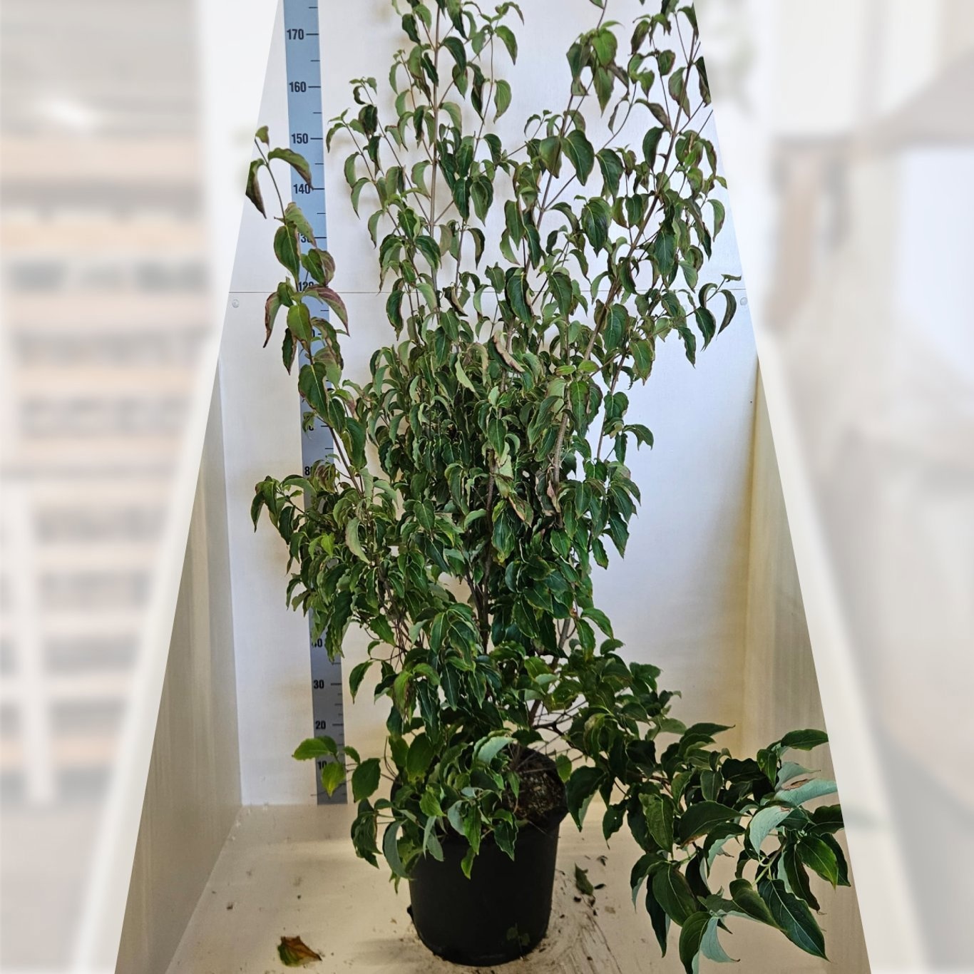 Cornus kousa chinensis, D 40 cm