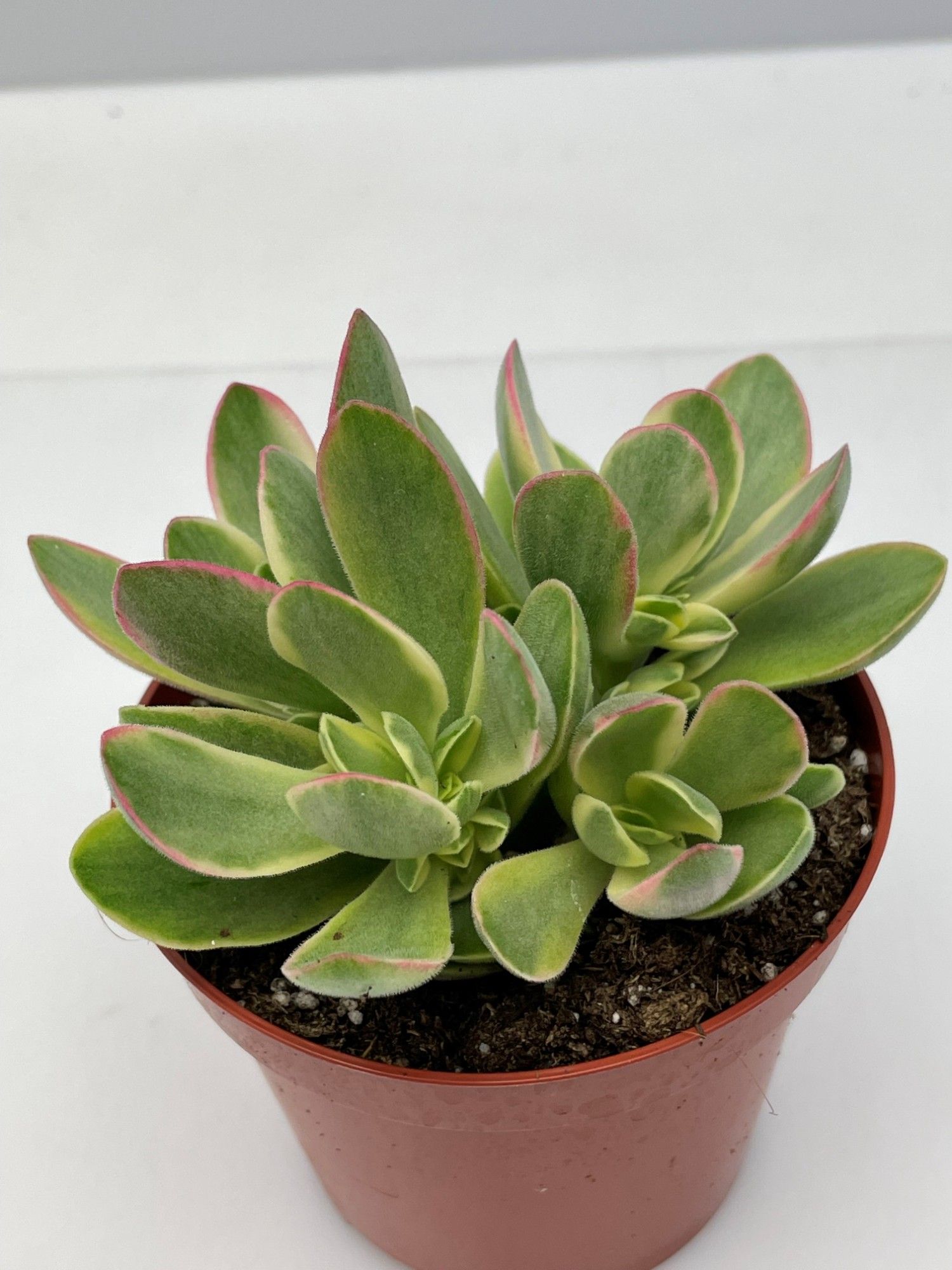 330 Kalanchoe Obliqua 12 cm, D 12