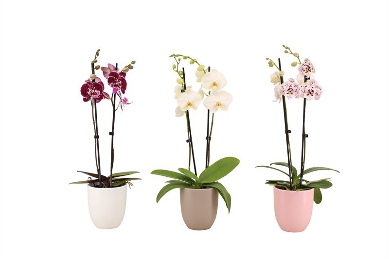 Hugo p12 mix hotel Phal mix 2T14+, D 12