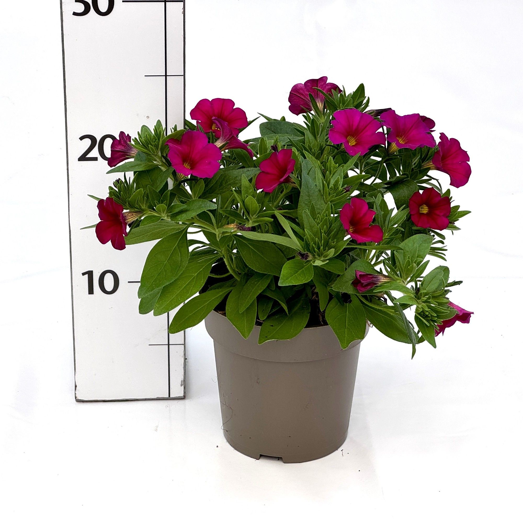 Petunia Hybrida, D 12