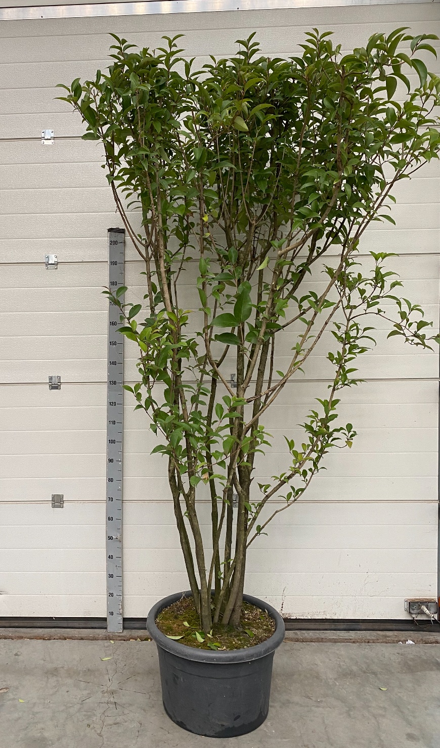 Ligustrum Texanum (stam), D 40 cm