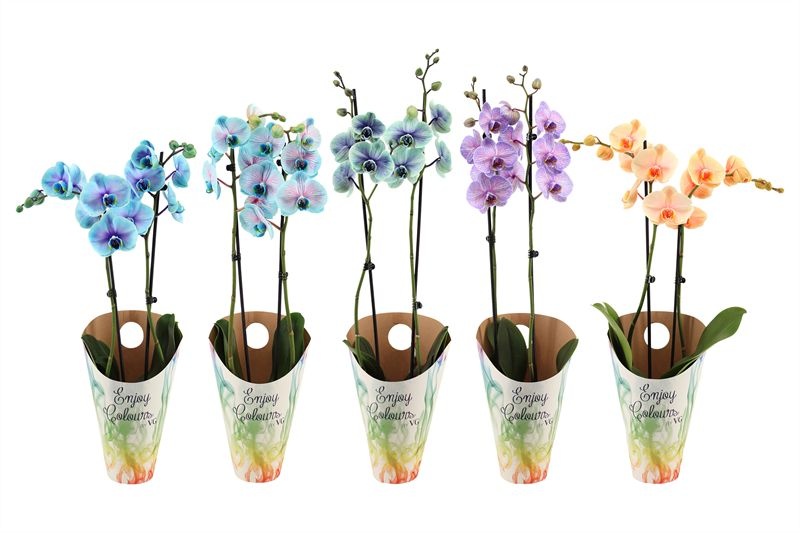 Potcover p12 enjoy Phal I am special mix 2T14+, D 12