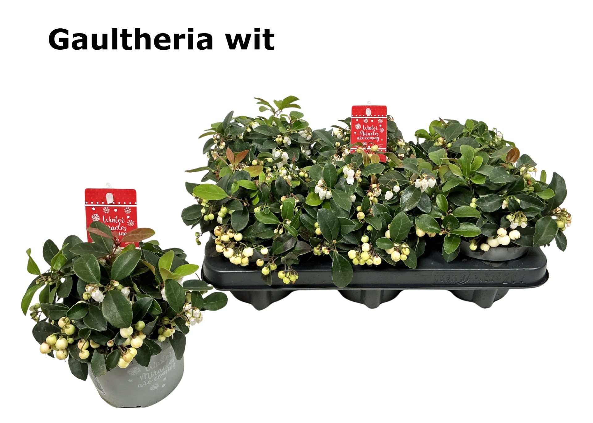 Gaultheria 12 cm met witte bes in fust 206, D 12 cm