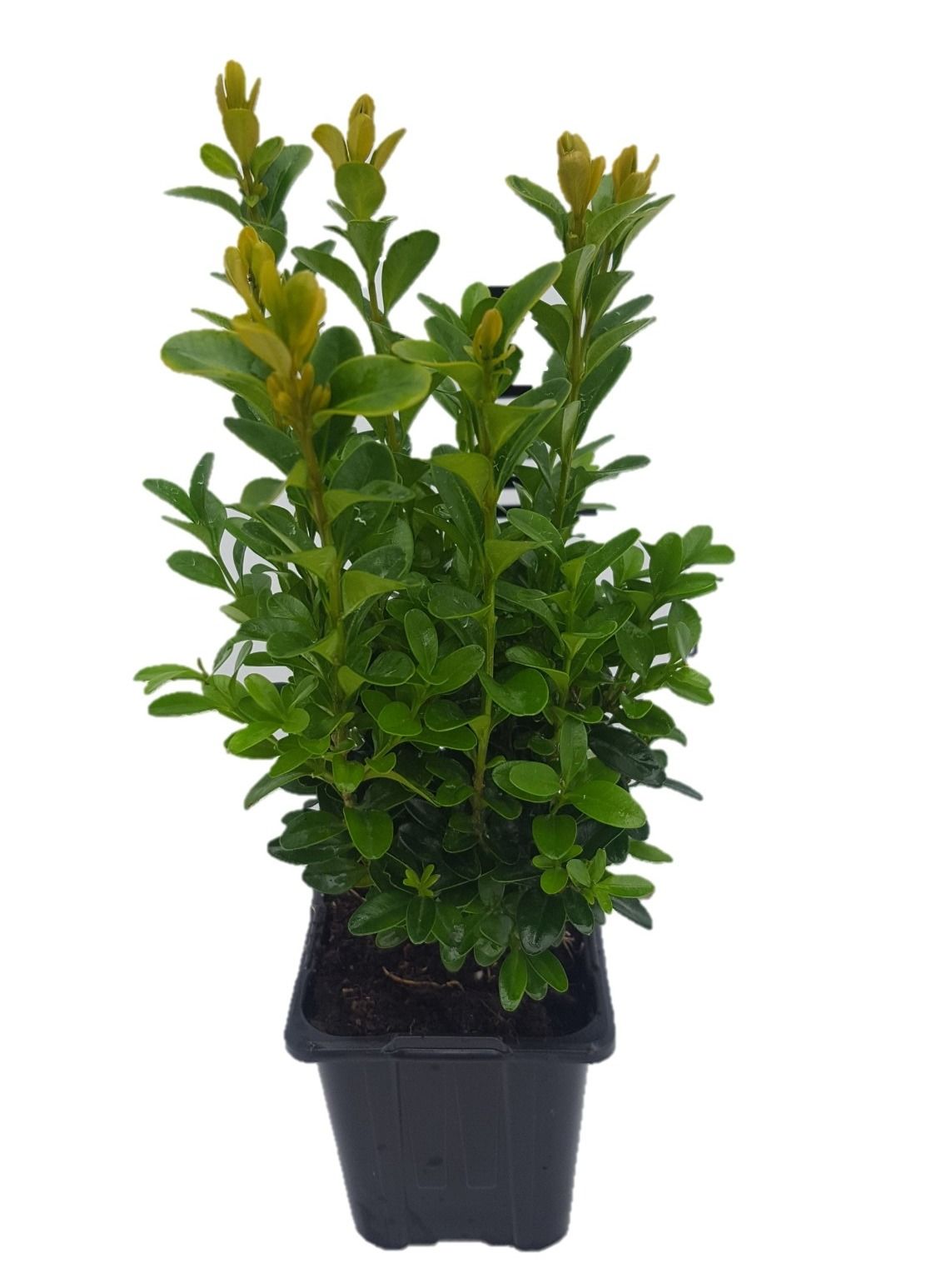 Buxus sempervirens P8, D 8